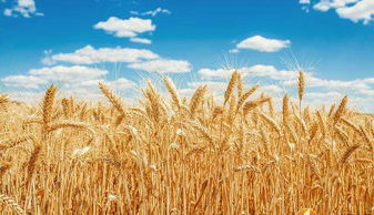 美國豆農遭冷落，俄羅斯之外，這一小國迎來谷物出口新機遇