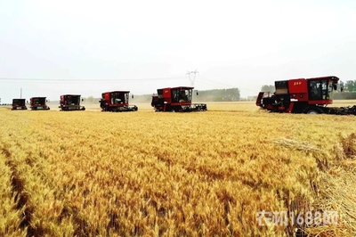 東方紅小麥?zhǔn)崭顧C(jī)問(wèn)鼎農(nóng)業(yè)農(nóng)村部質(zhì)量調(diào)查榜首，引領(lǐng)谷物收獲新篇章